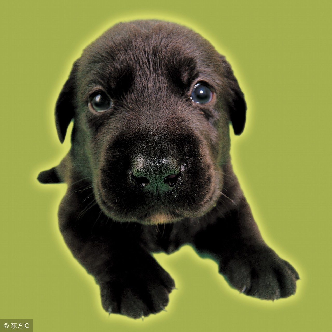 最致命的十大狗狗死因,您造吗?