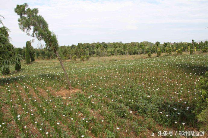 郏县苏东坡墓,苏东坡的墓为何在郏县