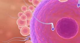 为何大多数有性生殖的生物只有两性？但是该生物却拥有13个性别？