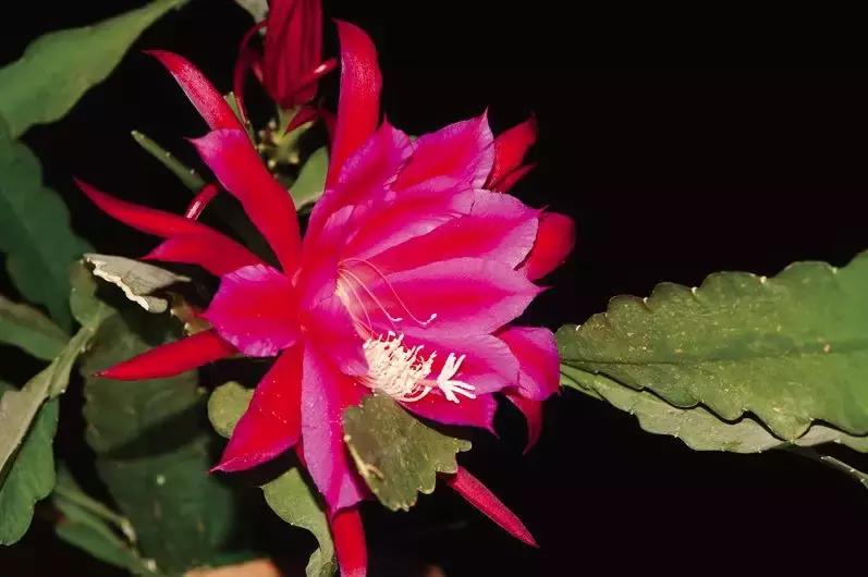 高大的令箭荷花开花是什么样子,远看像荷花