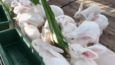 番禺农家乐一日游最佳地点,广州番禺亲子游农庄