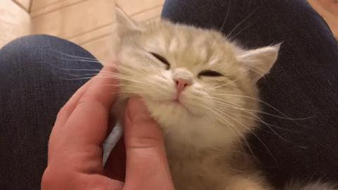 感受小猫咪的视角,第一视角体验小猫