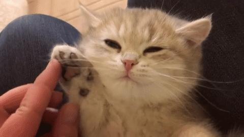 感受小猫咪的视角,第一视角体验小猫