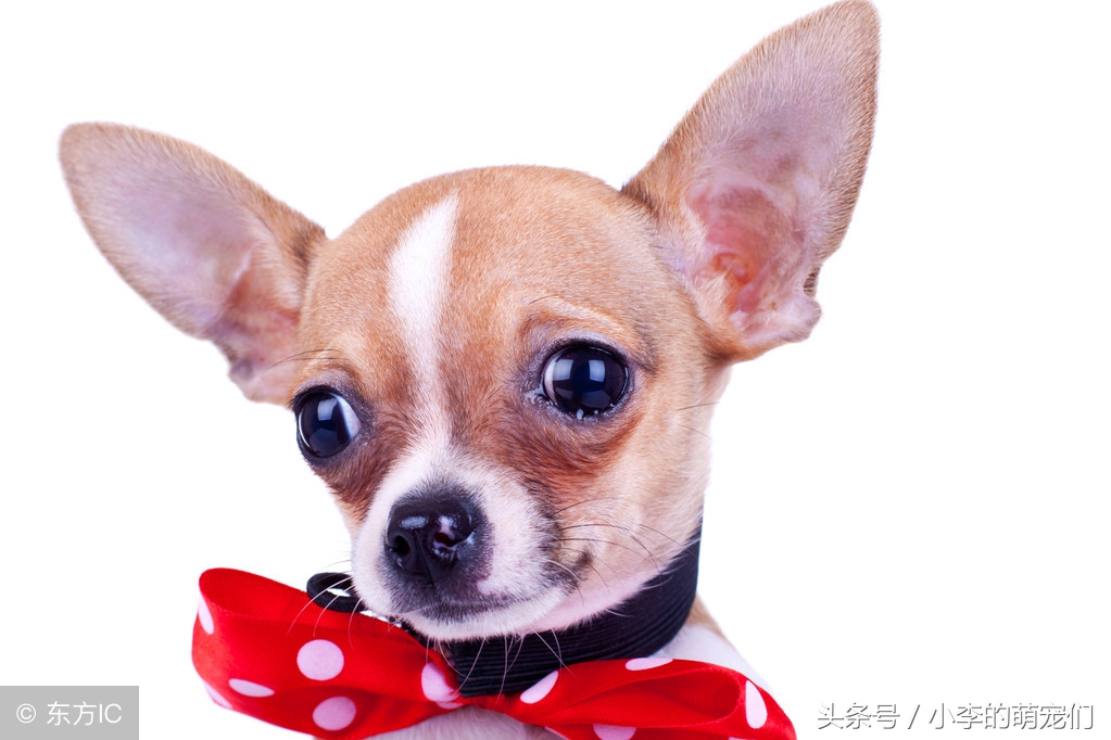 从迷信角度分析家里养狗好吗,养狗的人有什么迷信说法