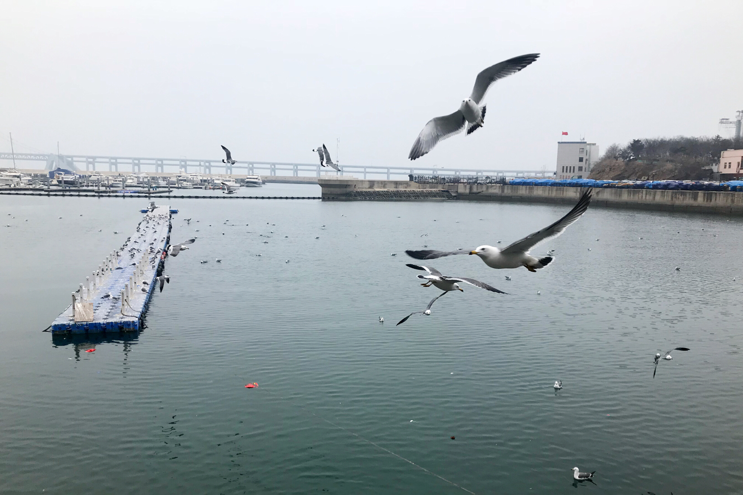 圣亚海洋世界和大连老虎滩哪个好,大连圣亚海洋世界春节门票