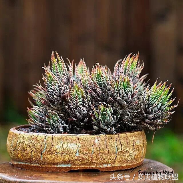 多肉微景观造型图片,国外多肉花园设计