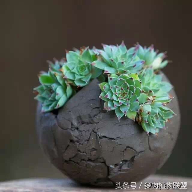 多肉微景观造型图片,国外多肉花园设计