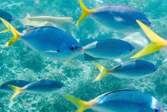 帕劳去玩的人多吗,帕劳到巴厘岛