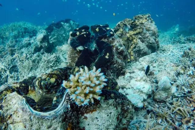 帕劳去玩的人多吗,帕劳到巴厘岛