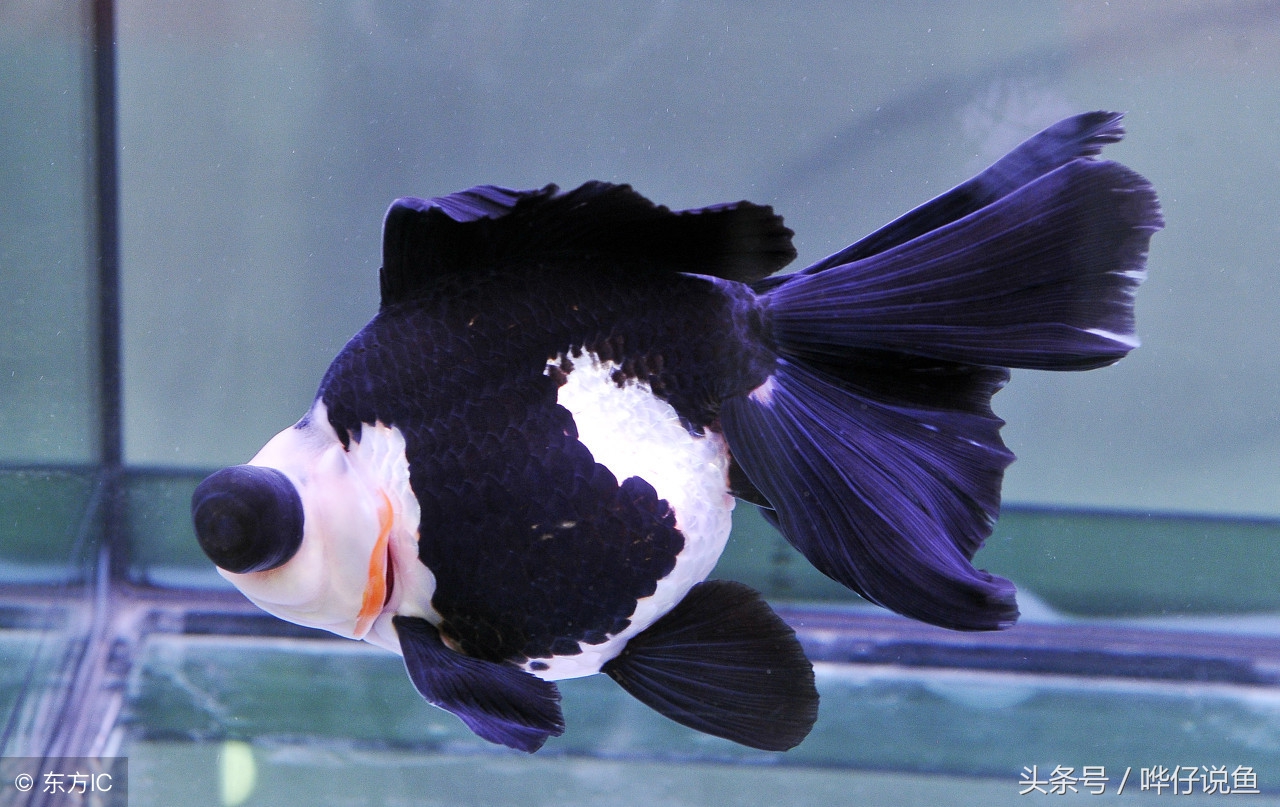 不给鱼缸换水,不给鱼缸充氧小鱼能活吗