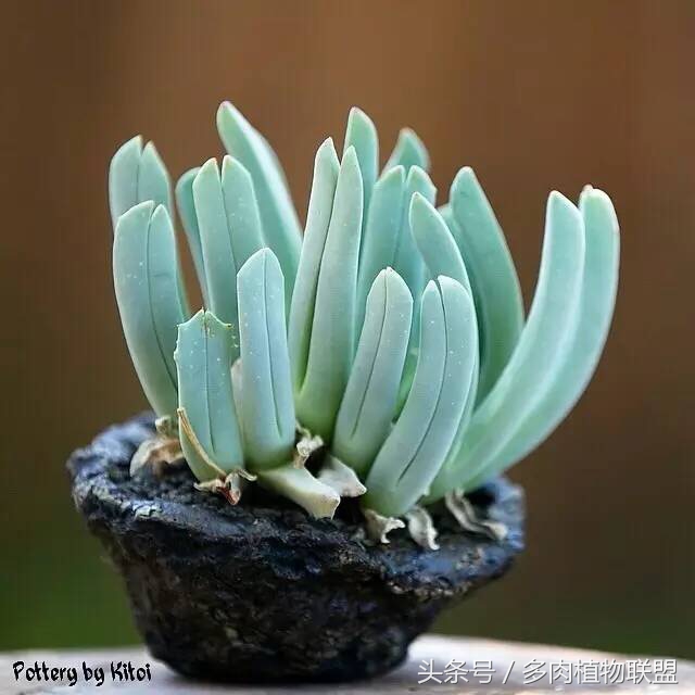 多肉微景观造型图片,国外多肉花园设计