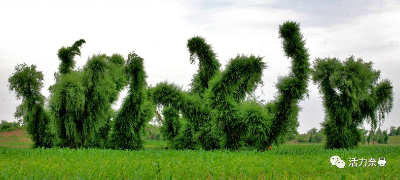 45万人的名片，太漂亮了！！《奈曼人的名片》最新版，45万次！！！精工打造！！！