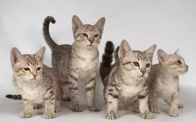 常见的动物名字,常见动物的英文名称是什么