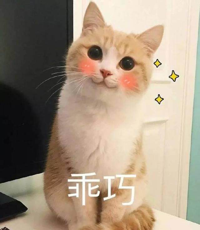 猫咪精彩演出,值得看的猫咪图片