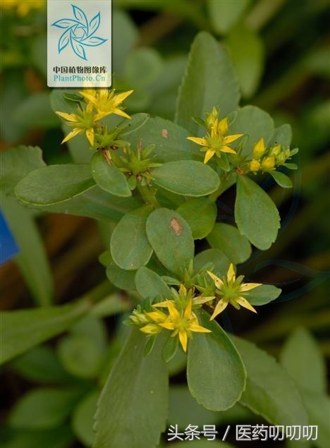 服用三七粉过敏会出现什么现象,辟谣三七粉的毒副作用