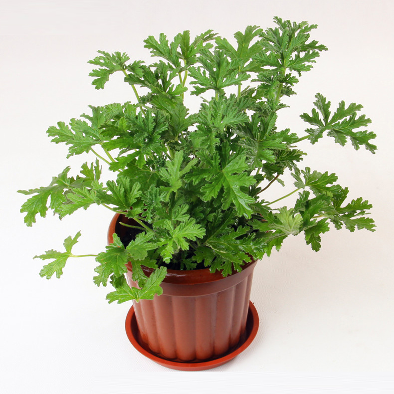 香叶天竺葵高产如何施肥,香叶天竺葵的种植方法