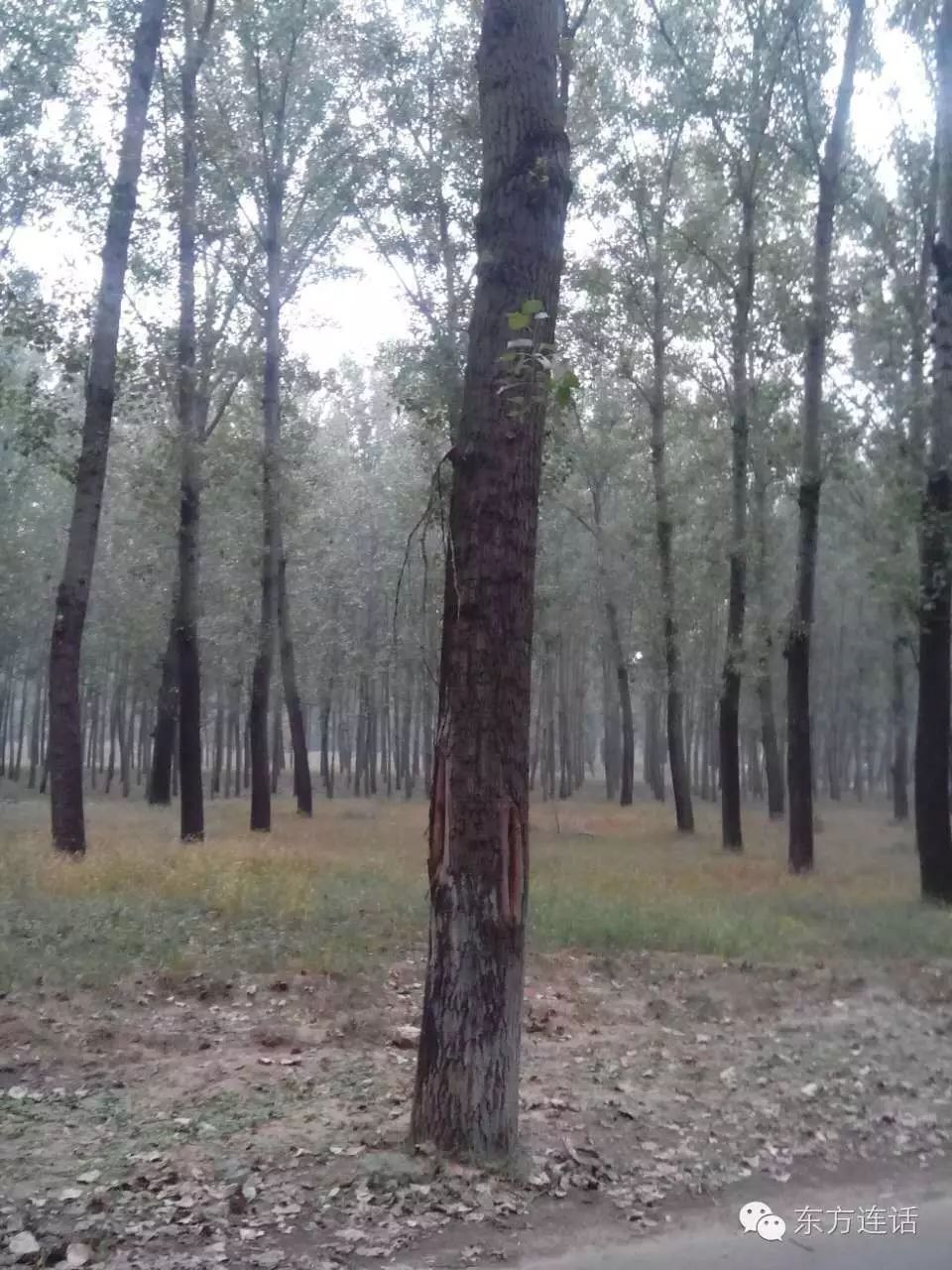 武清津北森林,没有森林的山