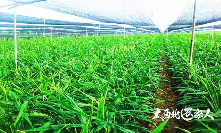 生姜种植用黄豆施肥效果好吗,生姜种植技术和施肥方法视频