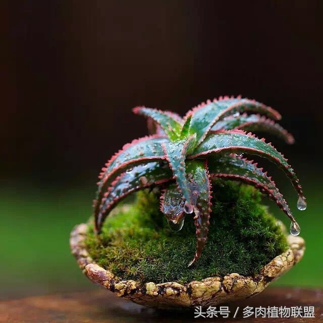 多肉微景观造型图片,国外多肉花园设计