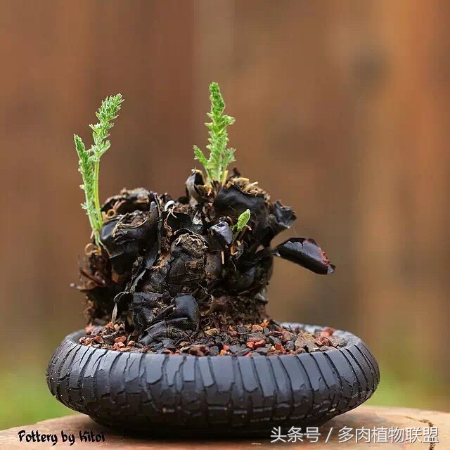 多肉微景观造型图片,国外多肉花园设计