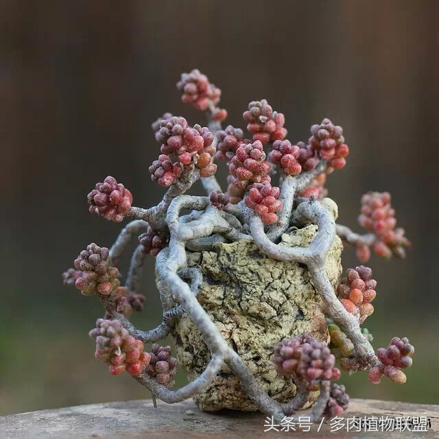 多肉微景观造型图片,国外多肉花园设计