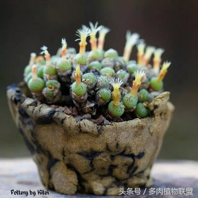 多肉微景观造型图片,国外多肉花园设计