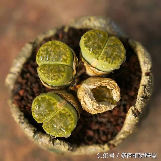 多肉微景观造型图片,国外多肉花园设计