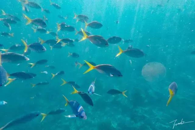 帕劳去玩的人多吗,帕劳到巴厘岛