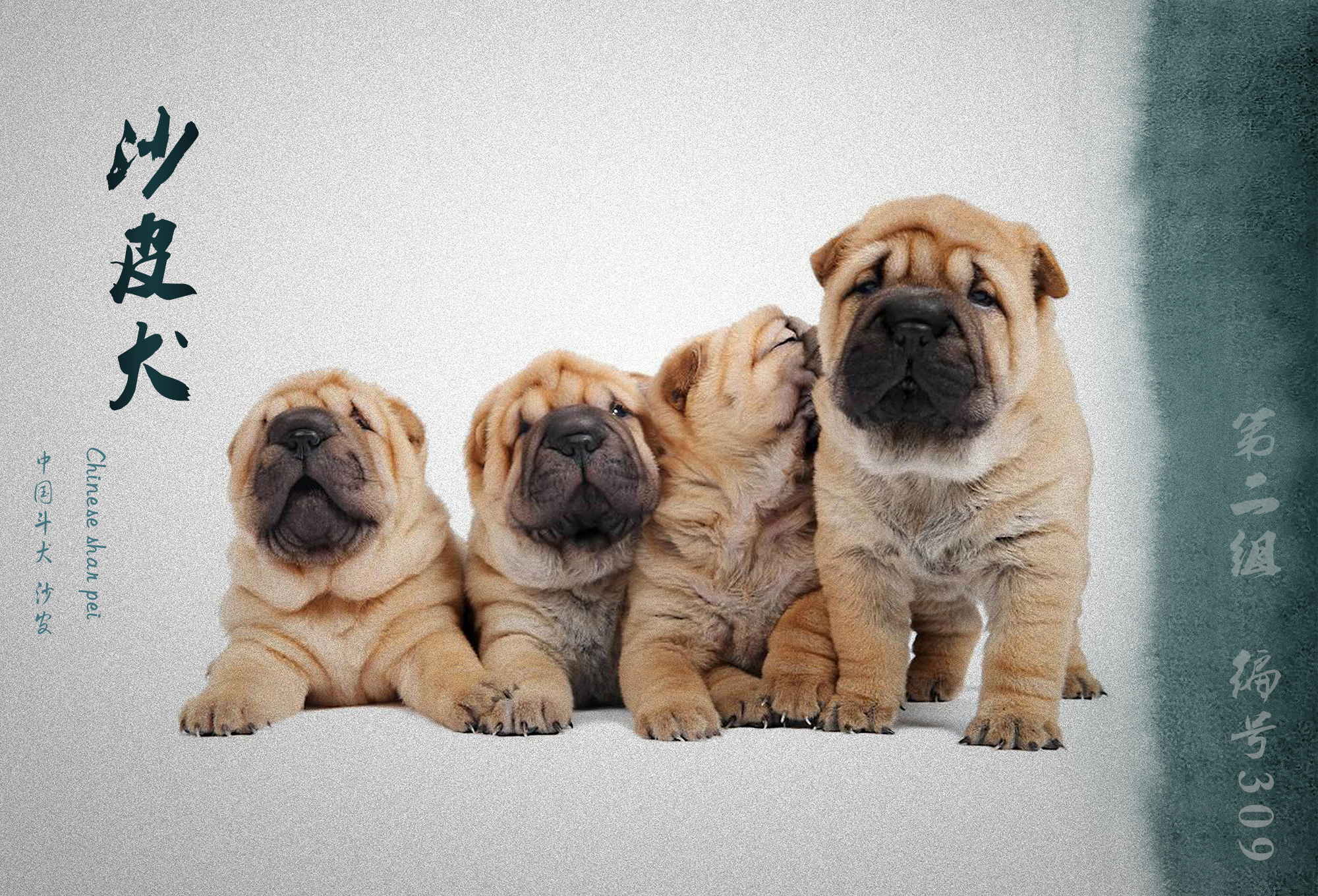 世界犬业联盟承认的犬种,fci犬类排名