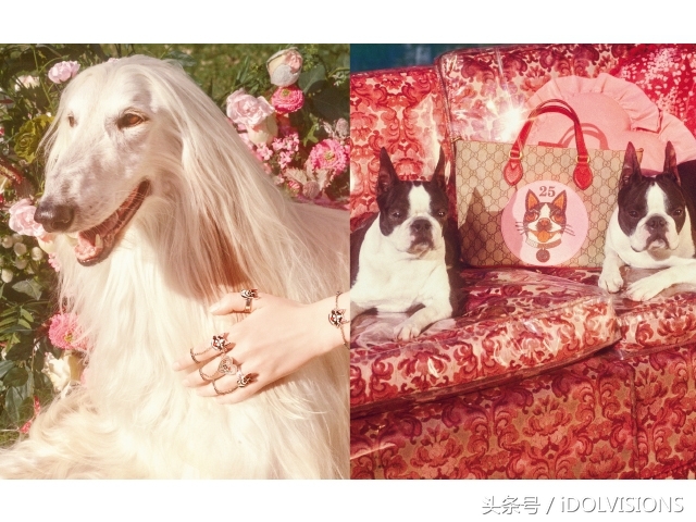 萌狗当家Gucci时髦迎新年
