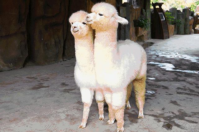 番禺农家乐一日游最佳地点,广州番禺亲子游农庄