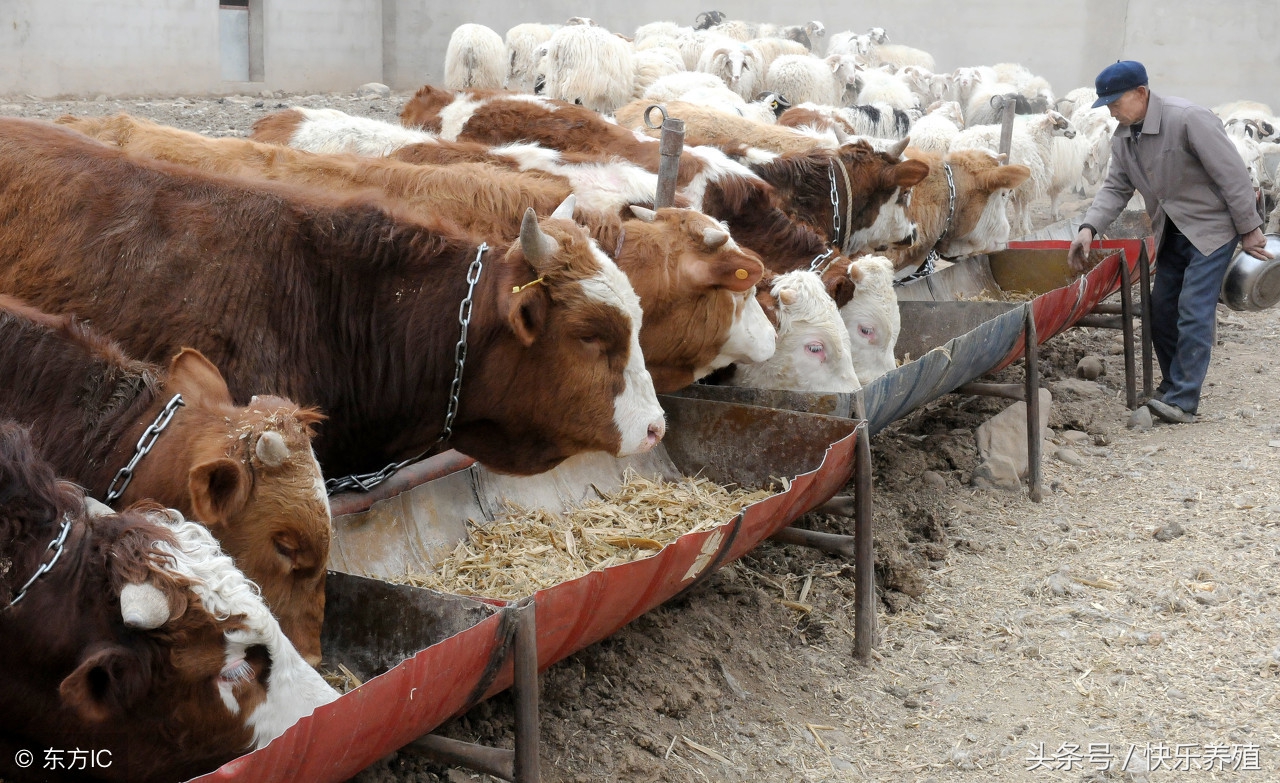 今年养牛羊赚不赚钱,养牛不挣钱