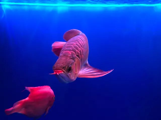 龙鱼鉴赏视频,龙鱼鉴赏