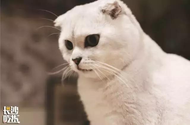 编辑部打卡,编辑部私藏的苍蝇馆子