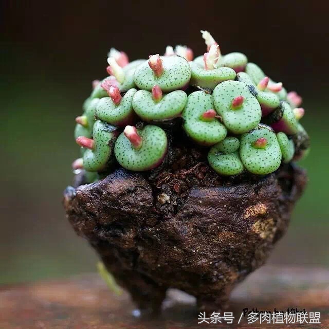 多肉微景观造型图片,国外多肉花园设计