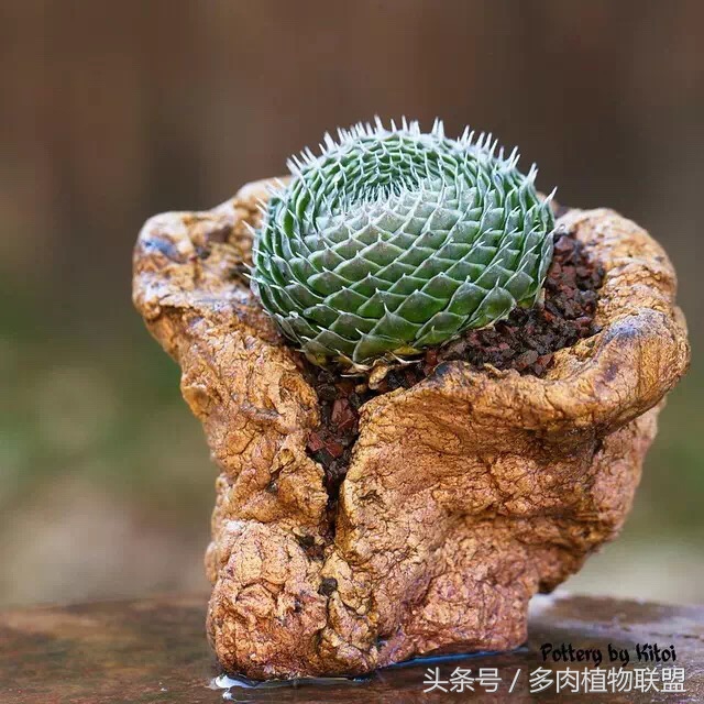 多肉微景观造型图片,国外多肉花园设计