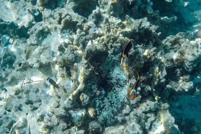 帕劳去玩的人多吗,帕劳到巴厘岛