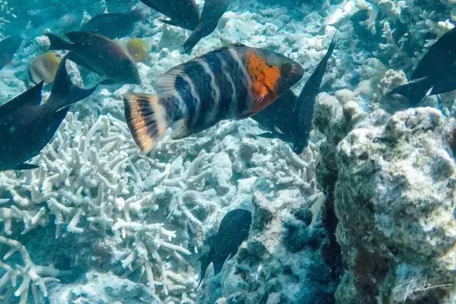 帕劳去玩的人多吗,帕劳到巴厘岛