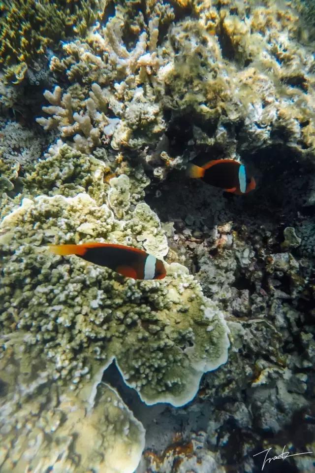 帕劳去玩的人多吗,帕劳到巴厘岛