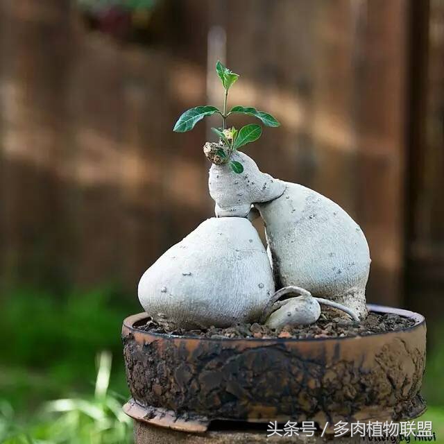 多肉微景观造型图片,国外多肉花园设计