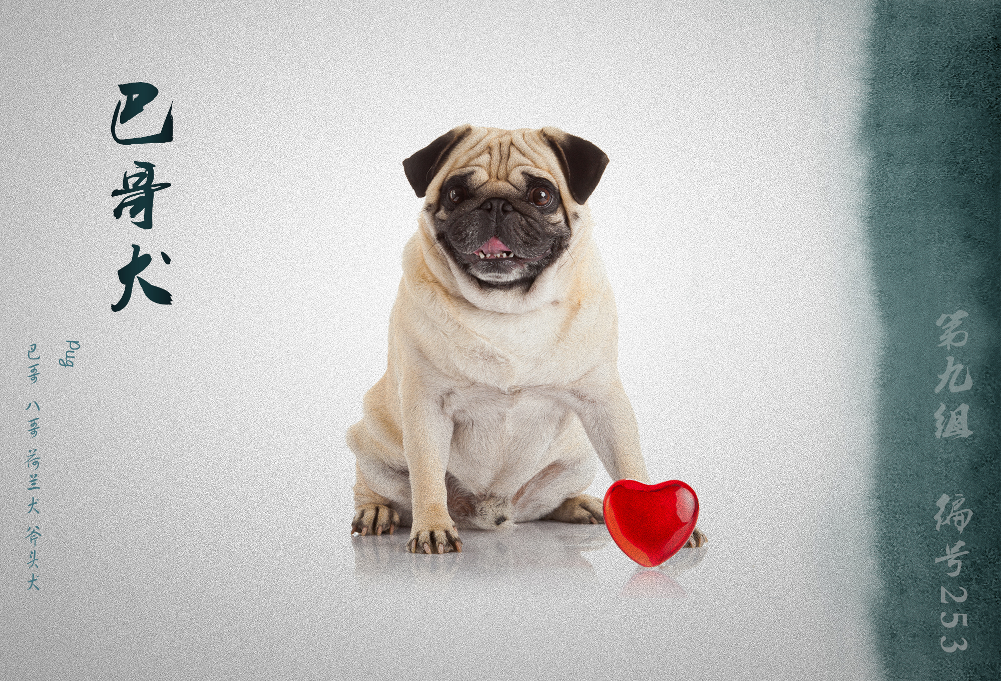 世界犬业联盟承认的犬种,fci犬类排名