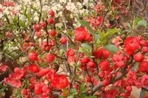 她借酒消愁：怎一个愁字了得；却醉词发问：知否？应是绿肥红瘦