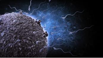 为何大多数有性生殖的生物只有两性？但是该生物却拥有13个性别？