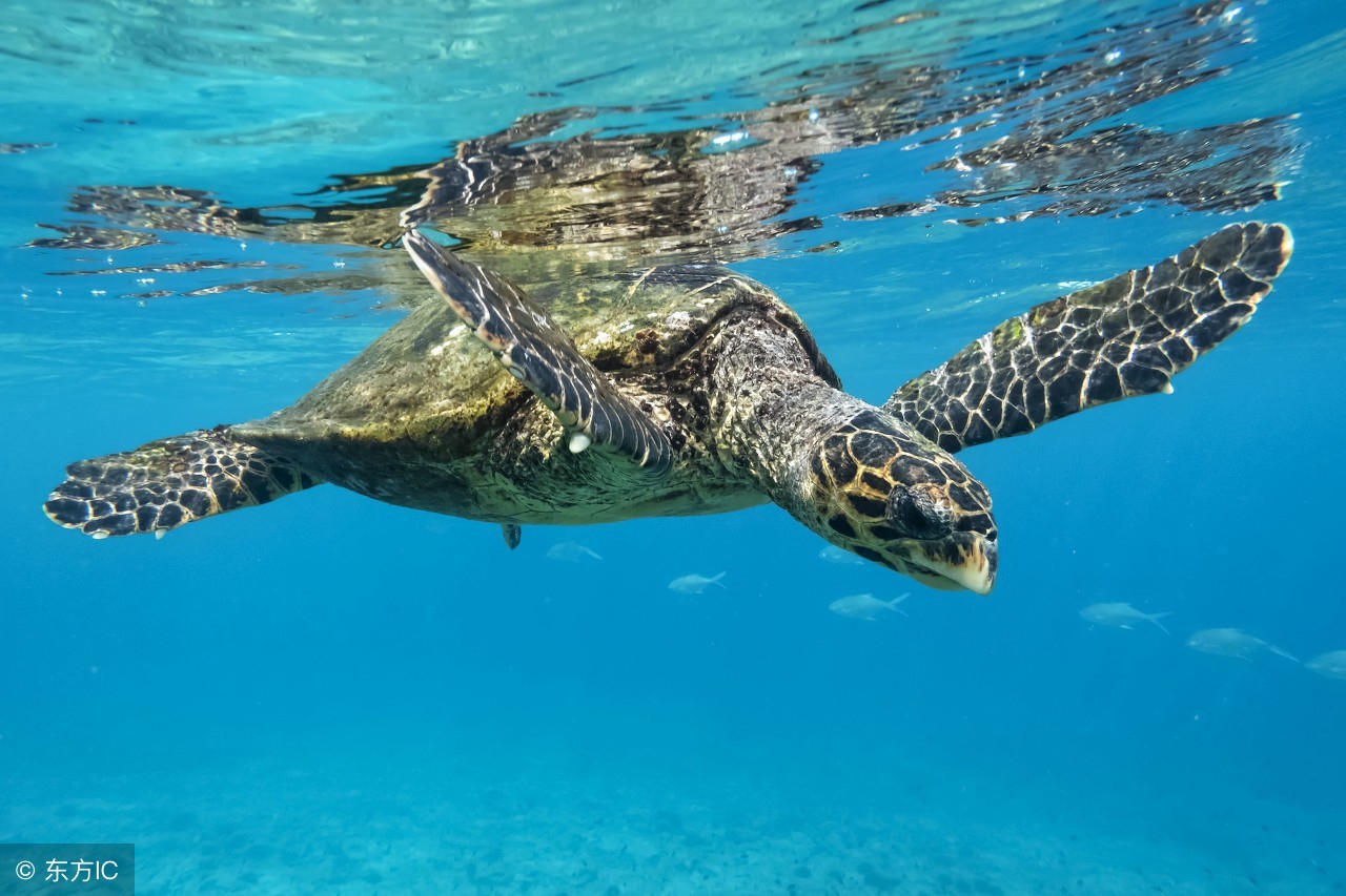 古筝指甲的鉴别方法,古筝义甲穿山甲和玳瑁哪个好