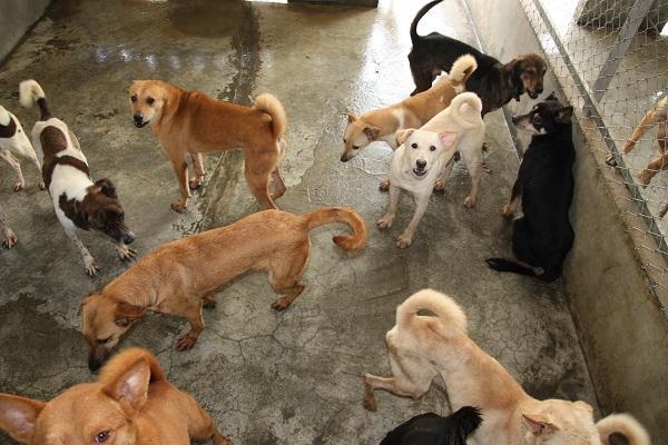 狗年狗月狗日有哪些,最聪明懂人性体型大的狗有哪几种