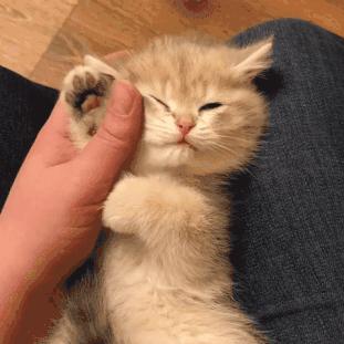 感受小猫咪的视角,第一视角体验小猫