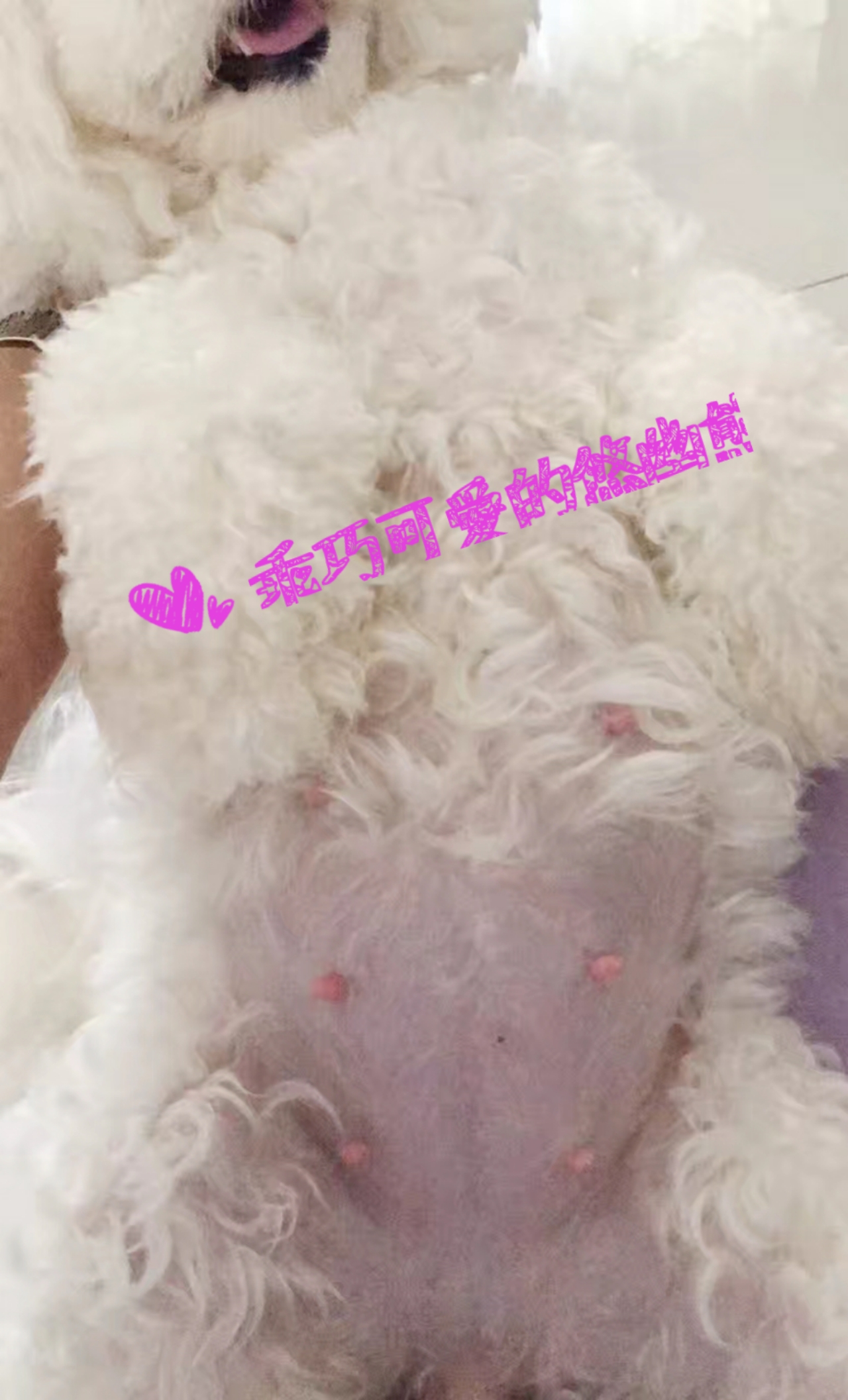 狗狗生宝宝要注意些什么,狗狗生宝宝时要注意什么