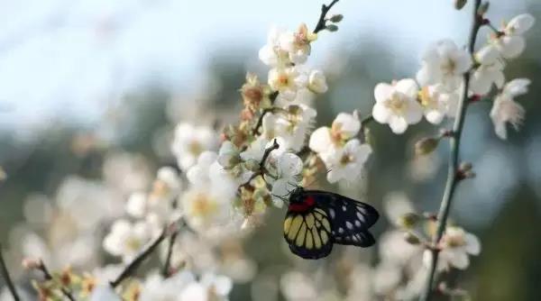 滚蛋吧，春困君！广东这些花花世界让你秒变龙马精神！