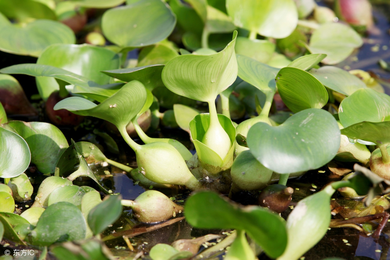 鳄龟可以消化小龙虾吗,鳄龟是如何吃大龙虾的
