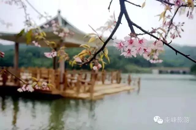 滚蛋吧，春困君！广东这些花花世界让你秒变龙马精神！